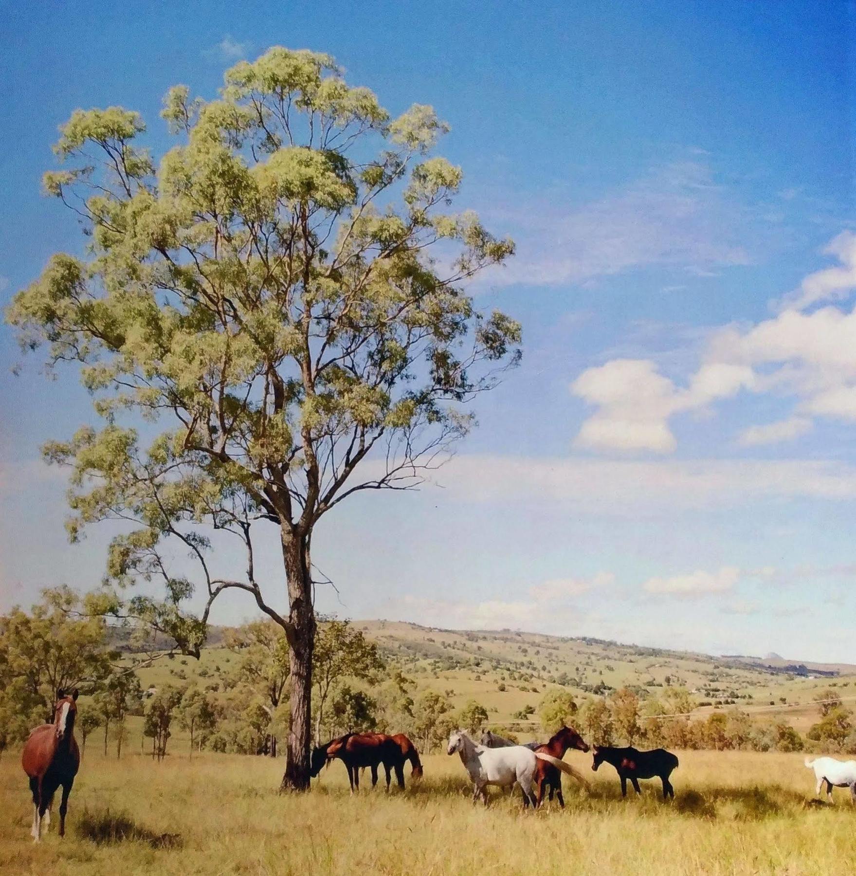 Boonah Valley Motel Экстерьер фото